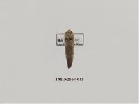 藏品(兩色波紋蛾)的圖片